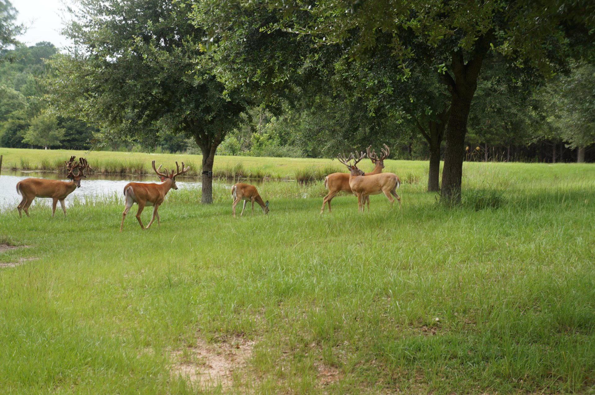 Florida Deer hunting season Deer Hunting Florida Lodge