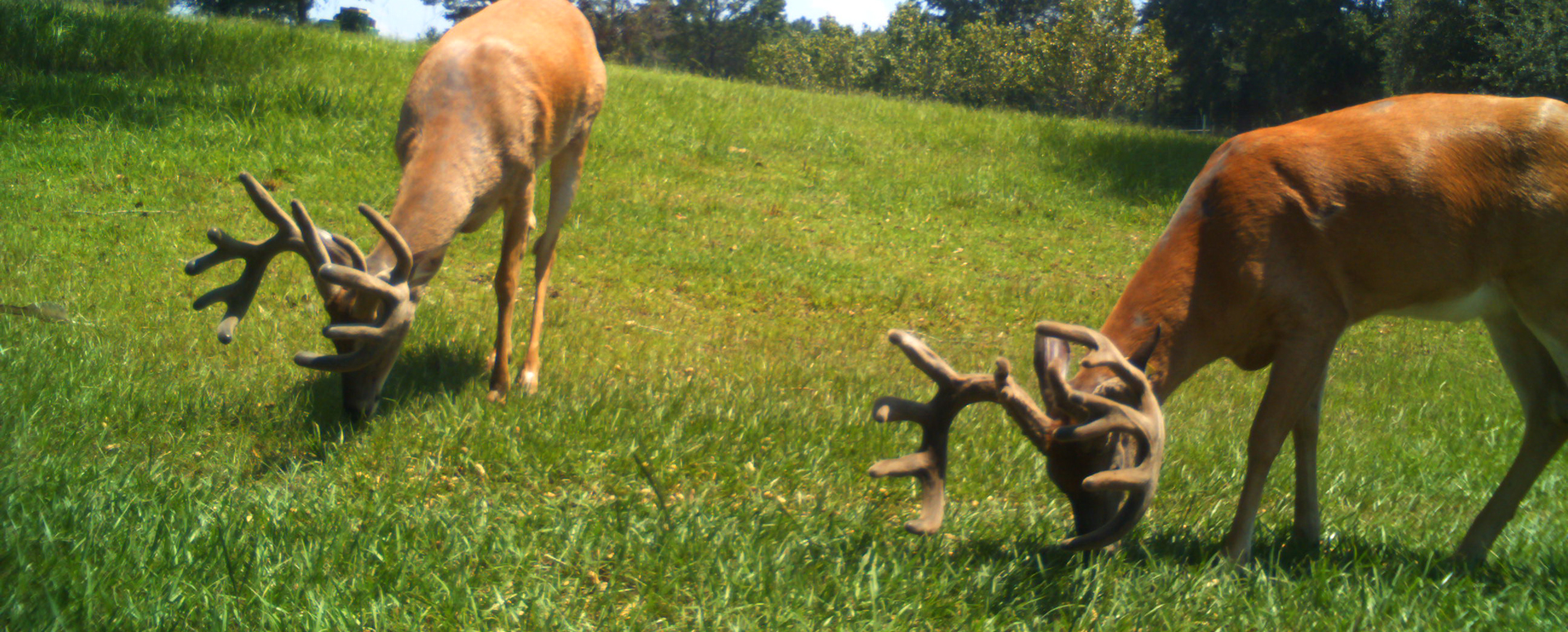 Deer hunting Preserve Deer Hunting Florida Lodge