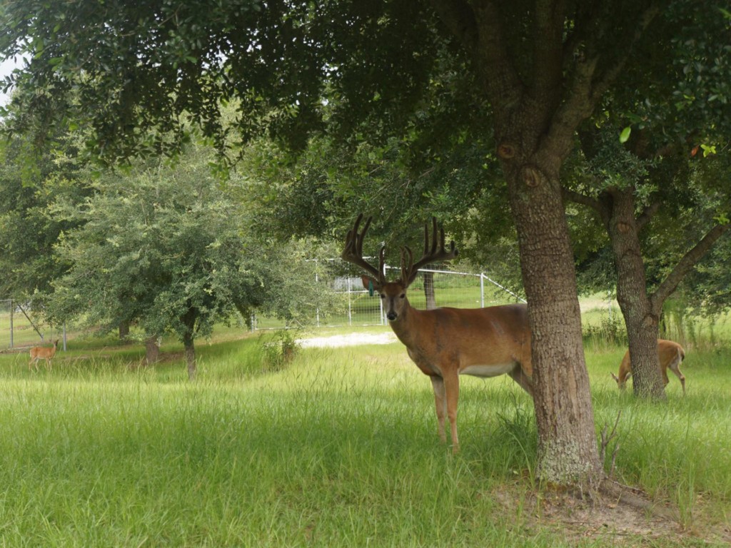 Florida deer hunting trips